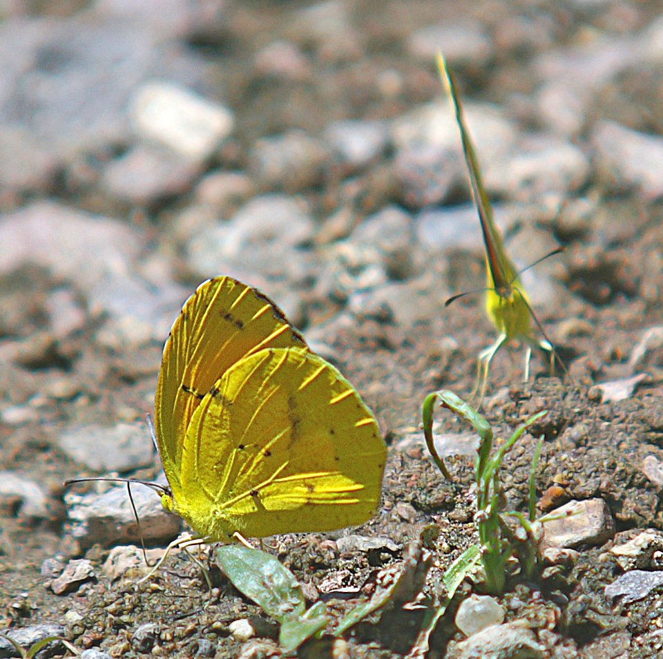 YELLOW, BOISDUVAL'S (Eurema boisduvaliana) (8-8-06) male, sycamore ck, az