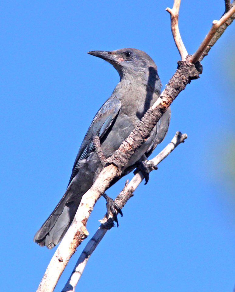 637 - PINYON JAY (8-11-13) el morro nat mon, cibola co, nm (1)