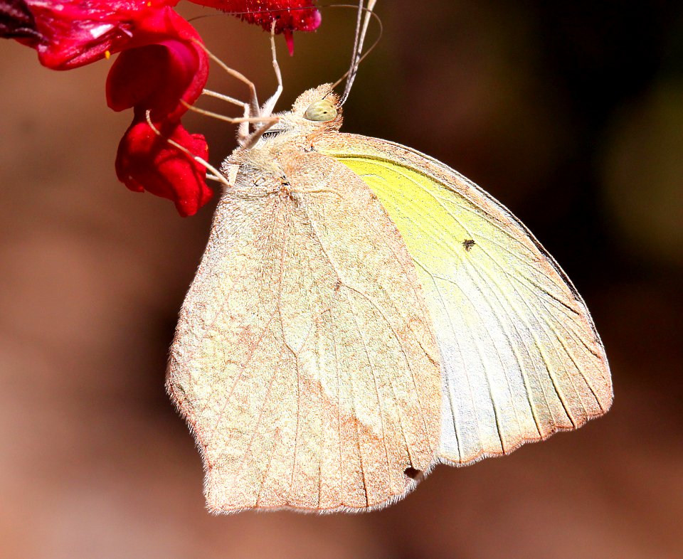 YELLOW, MEXICAN (Eurema mexicana) (10-22-11) 78 circulo montana, patagonia lake ranch estates, scc, az