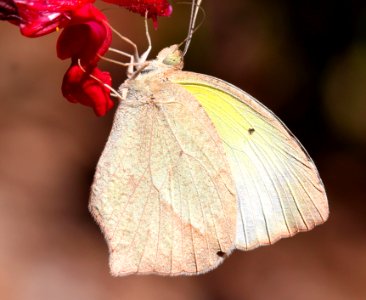 YELLOW, MEXICAN (Eurema mexicana) (10-22-11) 78 circulo montana, patagonia lake ranch estates, scc, az