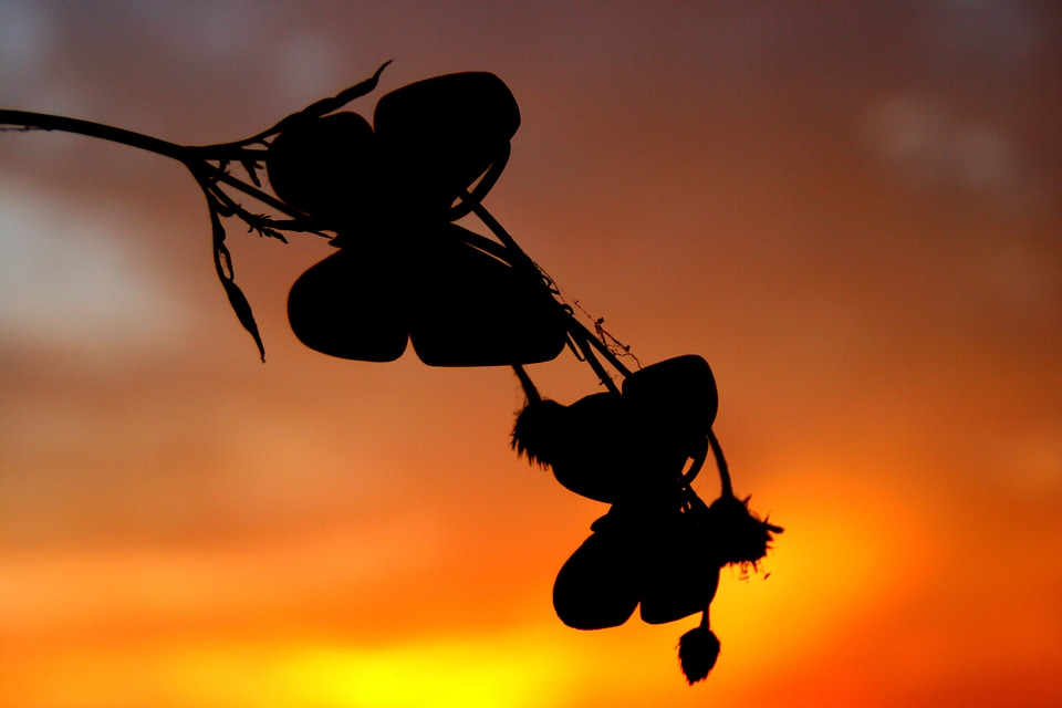 Sky red silhouette