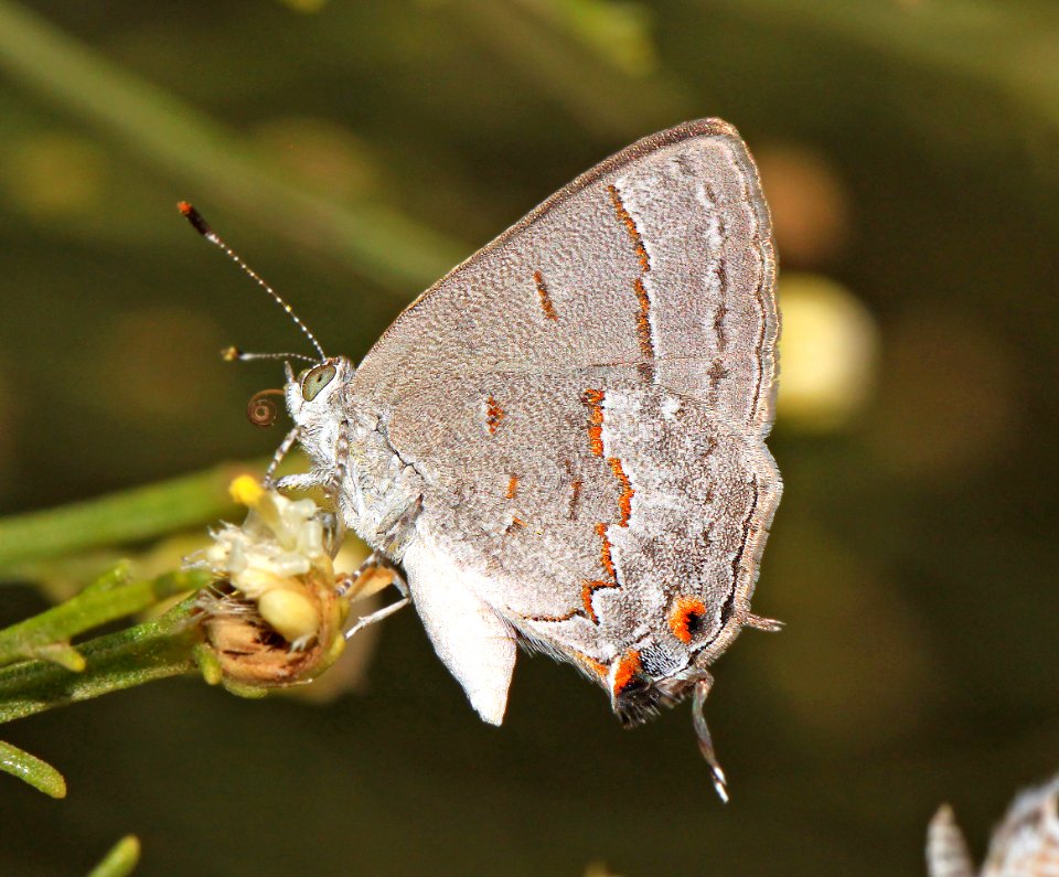 MINISTREAK, LEDA (Ministrymon leda) (10-18-12) blue haven road, patagonia, scc, az