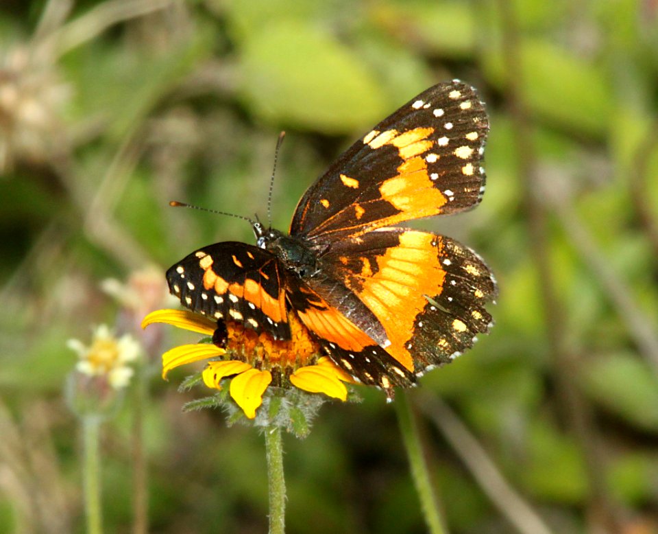 PATCH, BORDERED (Chlosyne lacinia) (3-6-12) quinta matzatlan, mc allen, tx
