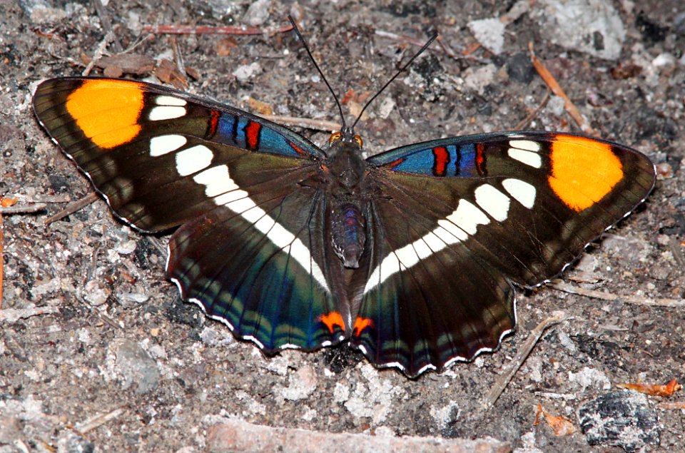SISTER, ARIZONA (Adelpha eulalia) (8-19-10) gila mts, nm -04
