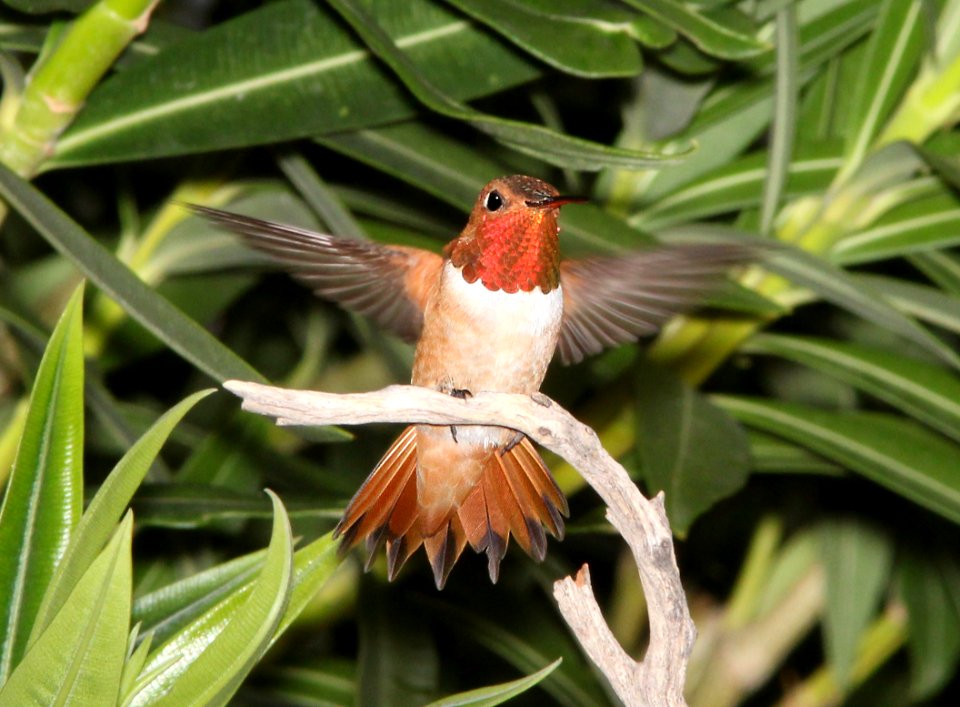 504 - RUFOUS  HUMMINGBIRD (7-15-13) 78 circulo montana, patagonia lake ranch estates, scc, az -01
