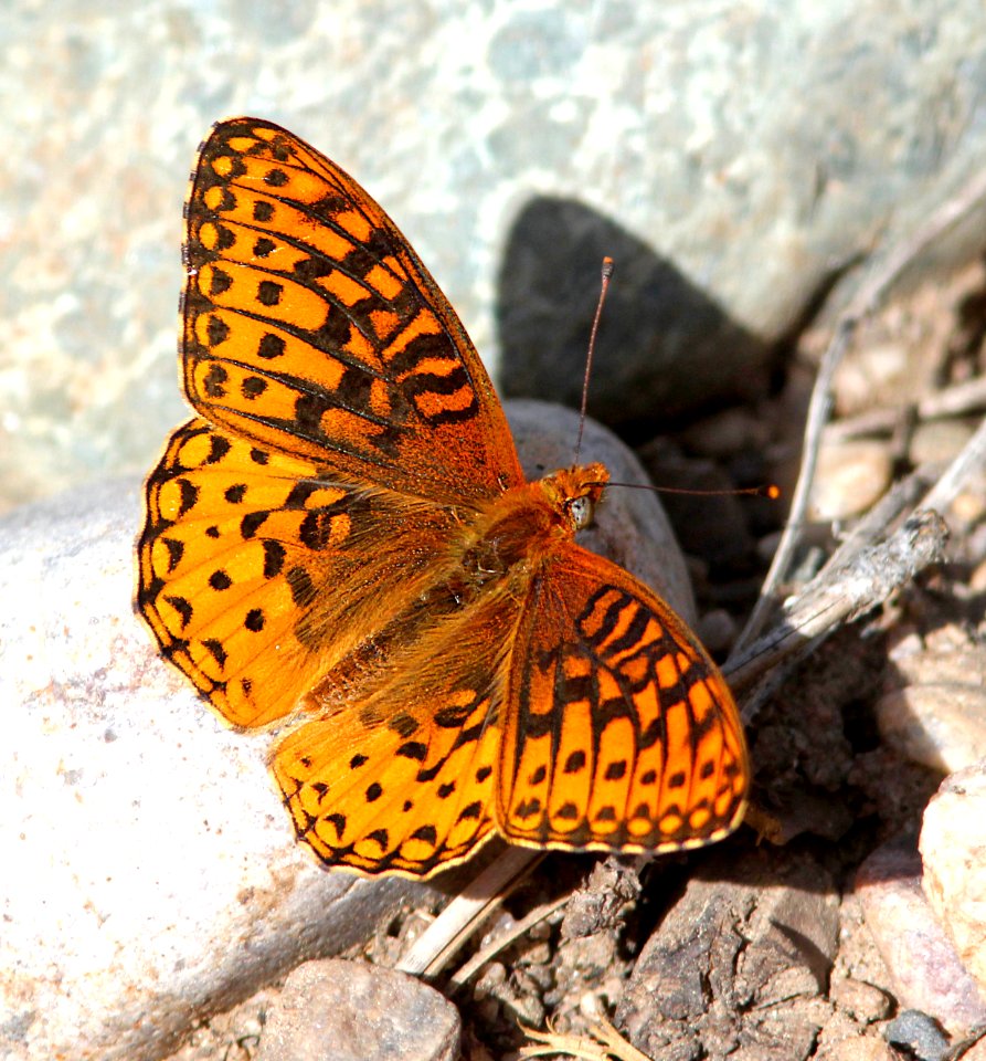 FRITILLARY, ATLANTIS (Speyeria atlantis) (6-12-13) north cyn trail, vallecito res, la plata co, co   (4)