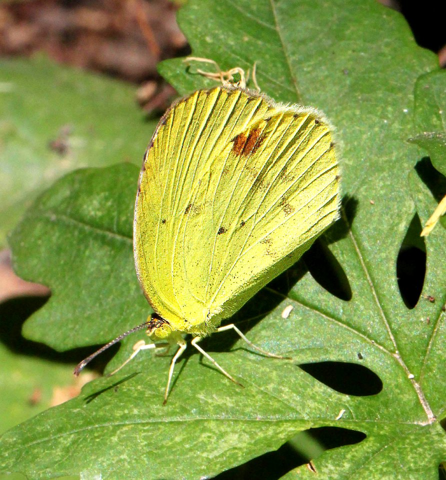 YELLOW, MIMOSA (Pyrisitia nise) (4-18-12) national butterfly center, mission, tx -06