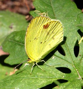 YELLOW, MIMOSA (Pyrisitia nise) (4-18-12) national butterfly center, mission, tx -06