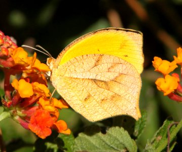 ORANGE, TAILED (Eurema proterpia) (10-1-12) winter form, 78 circulo montana, patagonia lake ranch estates, scc, az