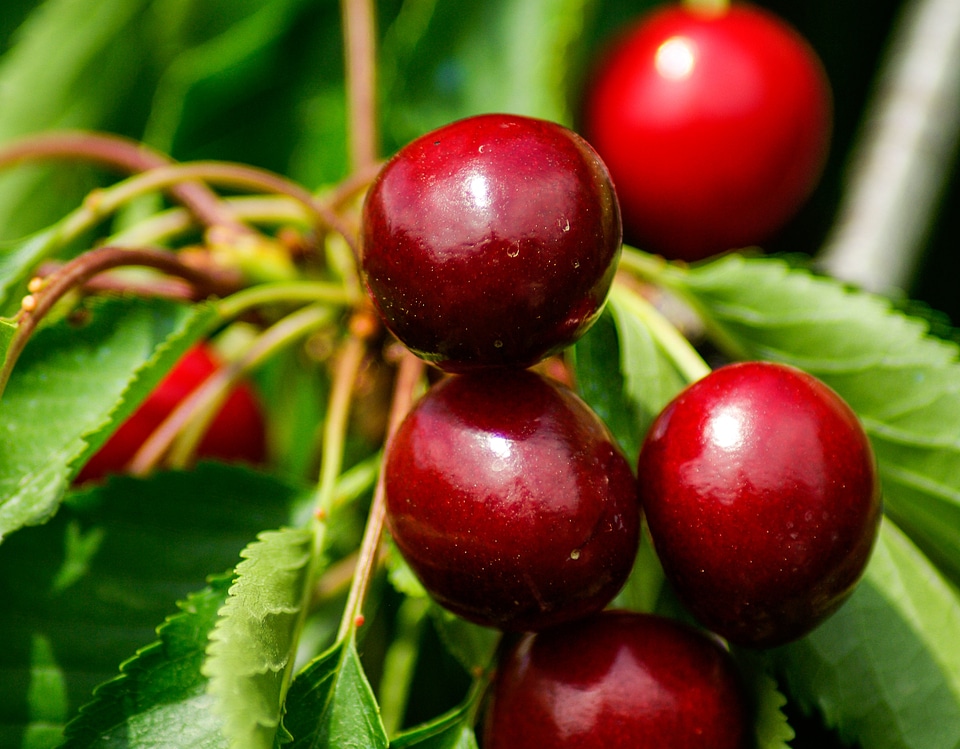 Cherry red fruits garden