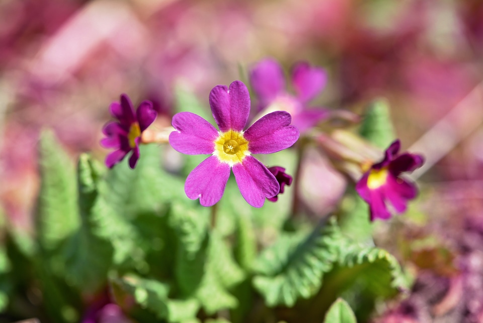 Early bloomer spring flower flower