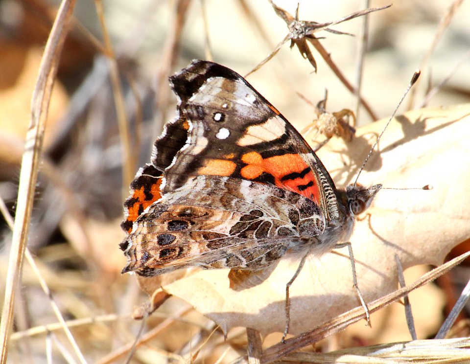 LADY, WEST COAST (Vanessa annabella) (7-9-09)