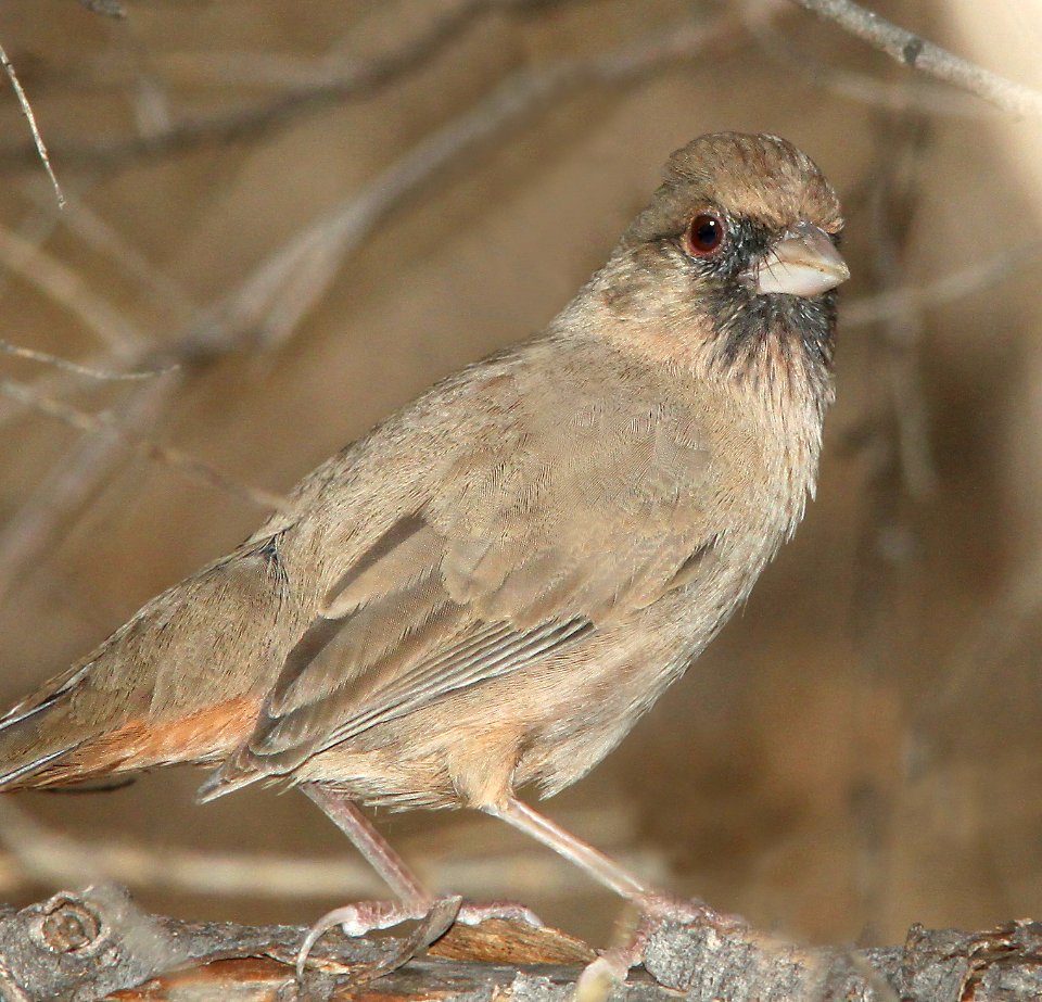 865 - ABERT'S TOWHEE (12-4-10) patagonia lake, scc, az  (2)