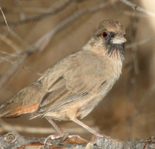 865 - ABERT'S TOWHEE (12-4-10) patagonia lake, scc, az  (2)