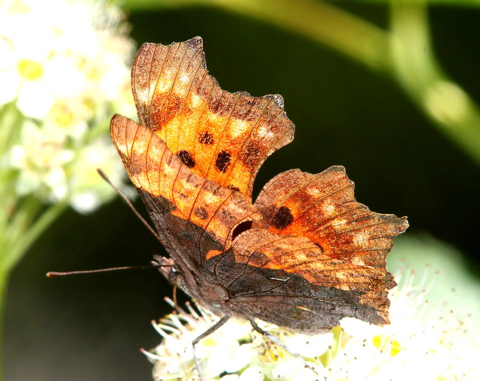 COMMA, GREEN (Polygonia faunus) (6-17-12) cook and green pass area, siskiyou co, ca - 01