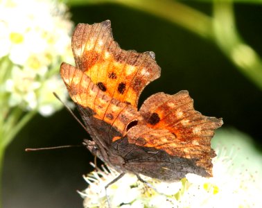 COMMA, GREEN (Polygonia faunus) (6-17-12) cook and green pass area, siskiyou co, ca - 01