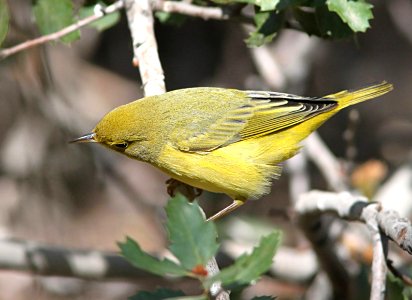 829 - YELLOW WARBLER (9-21-09) cottonwood springs, carrizo n m , slo co, ca  (4)
