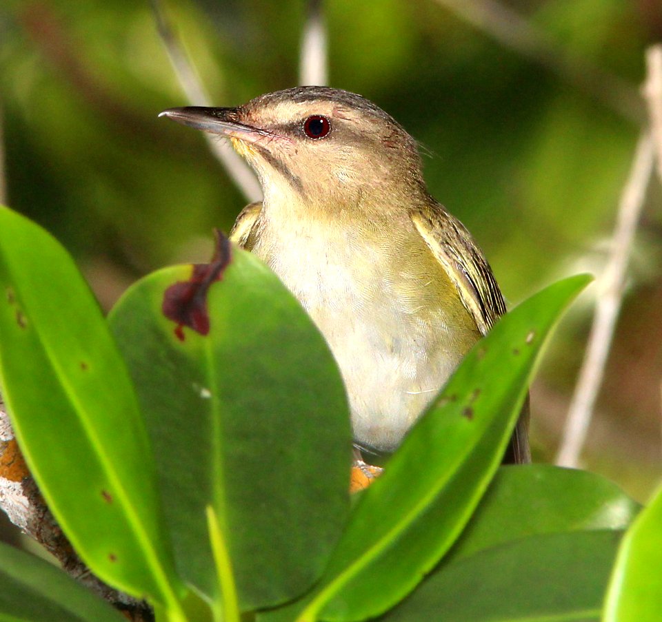 632 - WHISKERED VIREO (5-1-14) boca chica key, monroe co, fl (3)