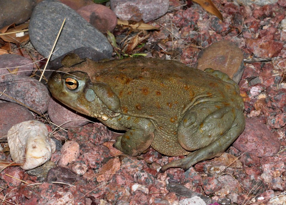 TOAD, SONORAN DESERT (Bufo alvarius) (8-6-13) 78 circulo montana, patagonia lake ranch estates, scc, az -01