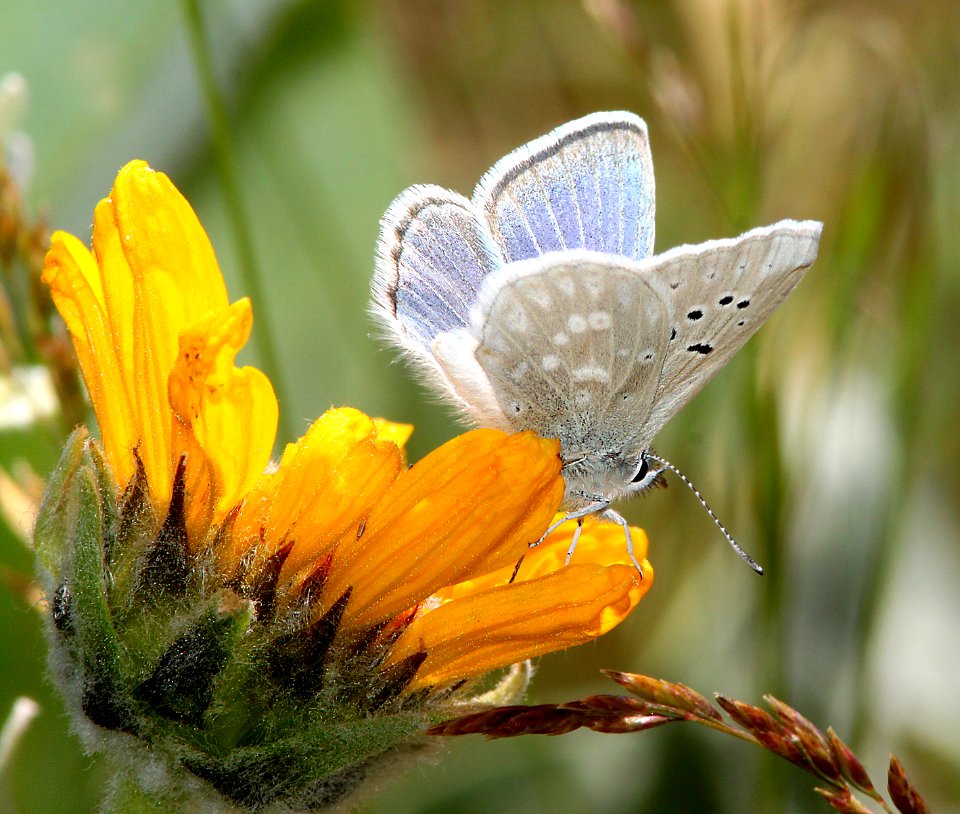 BLUE, BOISDUVAL'S (Plebejus icarioides) (6-17-11) rte 293, hum (8)