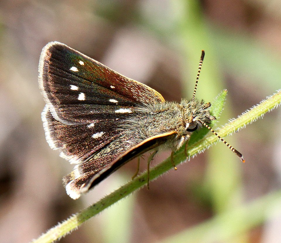 SKIPPERLING, MANY-SPOTTED (Piruna aea) (7-31-12) red mt road, patagonia mts, scc, az  (2)