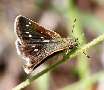 SKIPPERLING, MANY-SPOTTED (Piruna aea) (7-31-12) red mt road, patagonia mts, scc, az  (2)