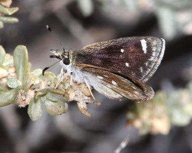 SOOTYWING, MOJAVE (Herperopsis libya) (3-8-14) female, martinez lake nwr, yuma co, az -04