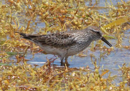 318 -  WHITE-RUMPED SANDPIPER (5-1-14) boca chica key, monroe co, fl  (2)