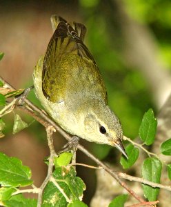 807 - TENNESSEE WARBLER (4-19-12) convention center, south padre island, tx  (2)