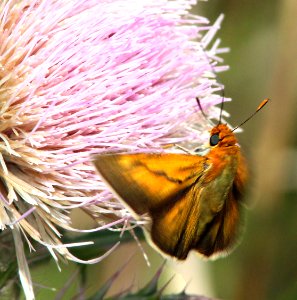 SKIPPER, PALMETTO (Euphyes arpa) (2-23-13)  osceola co, fl  (4)