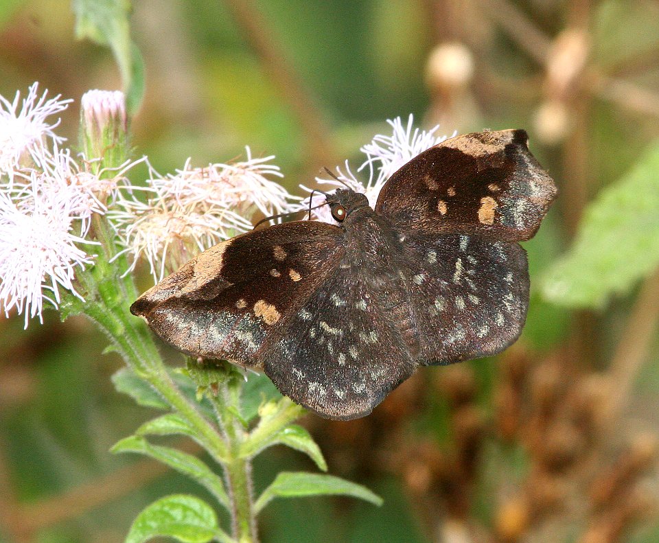 SKIPPER, SICKLE-WINGED (Eantis tamenund) (1-10-09) male, weslaco, tx