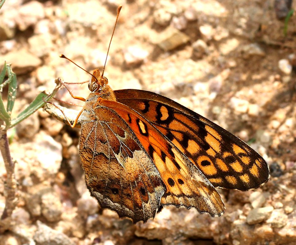 FRITILLARY, VARIEGATED (Euptoieta claudia) (7-25-12) box cyn road, santa rita mts, pima co, az  (3)
