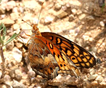 FRITILLARY, VARIEGATED (Euptoieta claudia) (7-25-12) box cyn road, santa rita mts, pima co, az  (3)