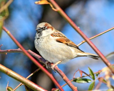 977 - HOUSE SPARROW (1-16-11) patagonia, scc, az  (4)