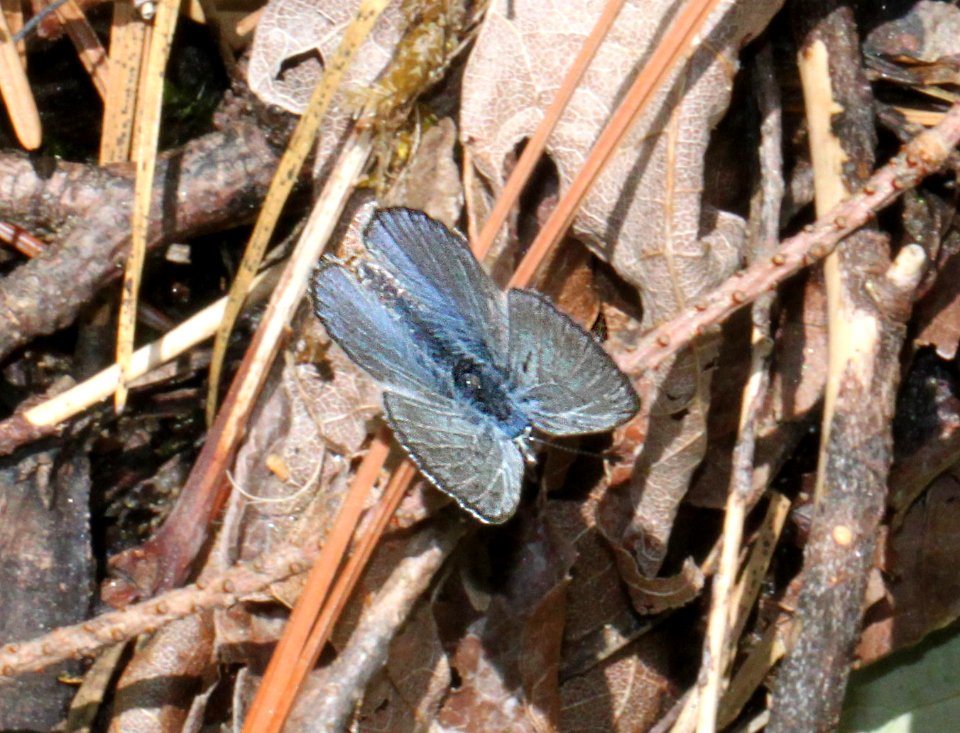 BLUE, GREENISH (Plebejus saepiolus) (6-17-12) cook and green pass area, siskiyou co, ca - 03