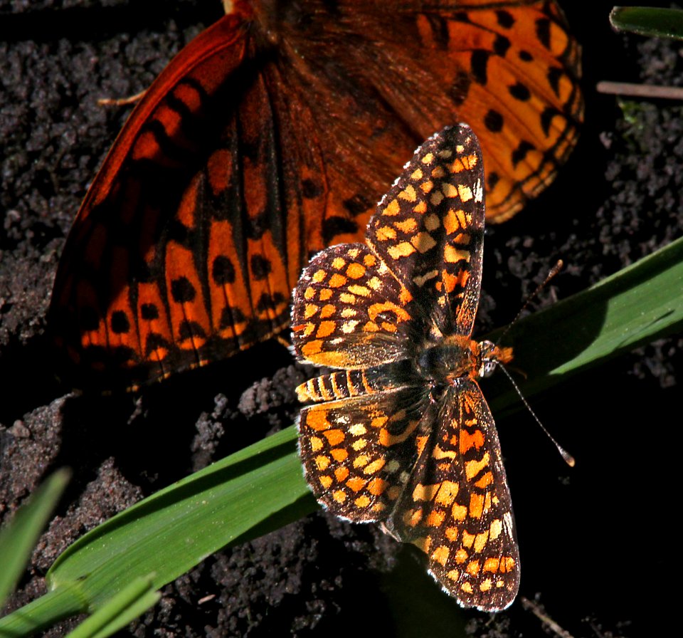 CHECKERSPOT, ARACHNE (Poladryus arachne)(6-14-13) 8500 ft, alpine divide c g, 4 m south of alpine, apache co, az  (1)