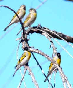 972 - LAWRENCE'S GOLDFINCH (1-17-13) 1 mile north of Rio Rico Dr, scc, az  (1)