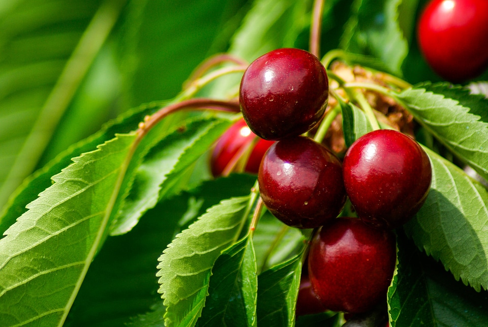 Cherry red fruits garden
