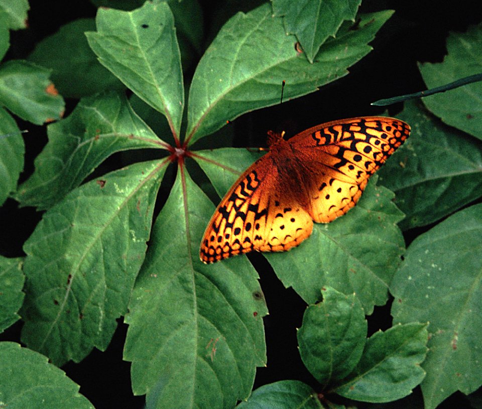 FRITILLARY, GREAT SPANGLED (6 or 7-89) new england