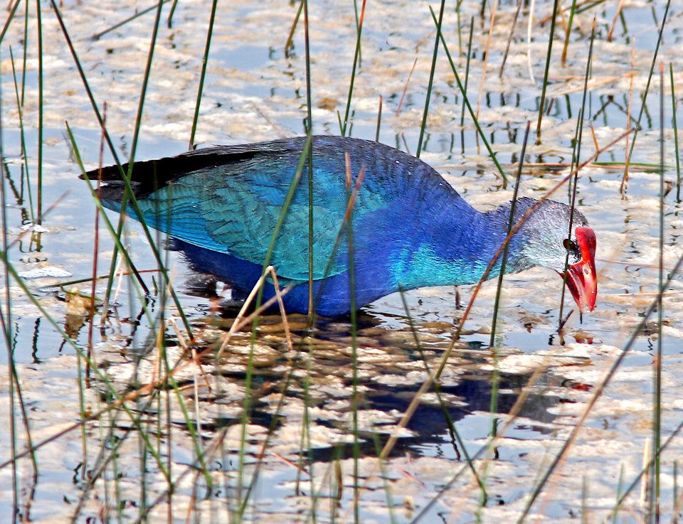 PURPLE SWAMPHEN (3-12-13) Chapel Trail (Sheridan Street Mitigation Bank), broward co, fl  (3)