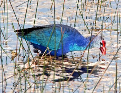 PURPLE SWAMPHEN (3-12-13) Chapel Trail (Sheridan Street Mitigation Bank), broward co, fl  (3)