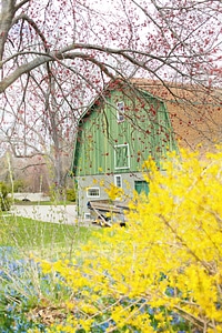 Forsythia country rustic