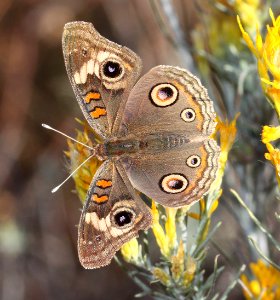 BUCKEYE, COMMON (Junonia coenia) (10-25-12) fall form, harshaw creek rabbitbrush, scc, az  (5)