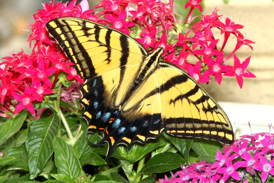 SWALLOWTAIL, TWO-TAILED (Papilio multicaudata) (8-19-11) los alamos, nm  (1)