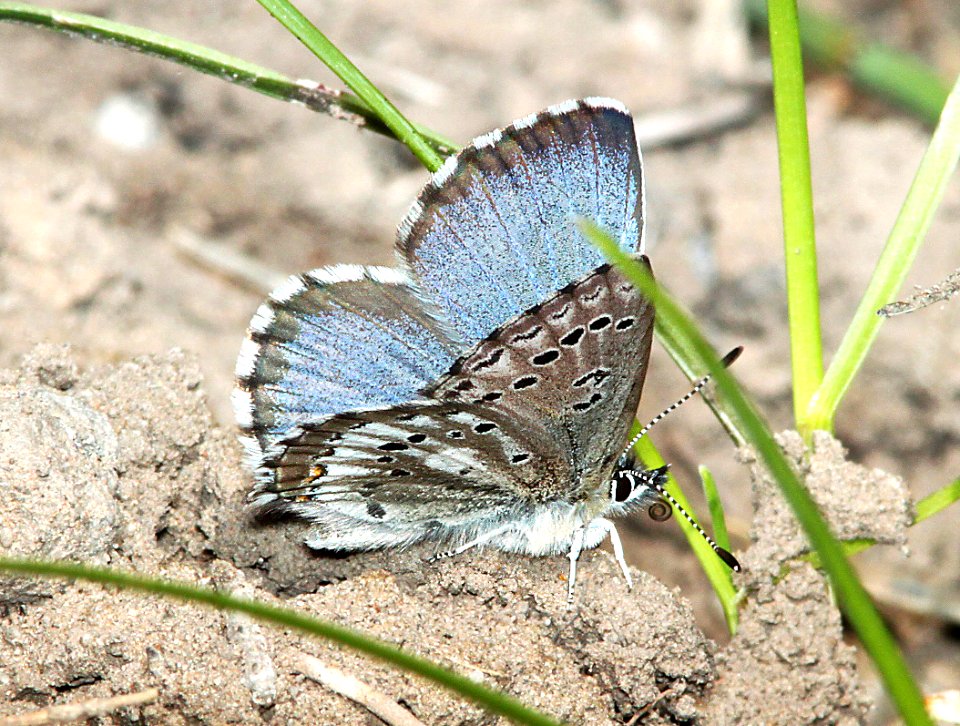 BLUE, ARROWHEAD (Glaucopsyche piasus) (6-16-11) carcass cr, wayne co, ut - 03