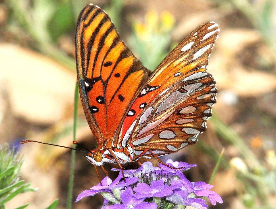 FRITILLARY, GULF (Agraulis vanillae) (4-30-12) south of rocksprings, edwards co, tx  (3)