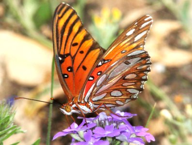 FRITILLARY, GULF (Agraulis vanillae) (4-30-12) south of rocksprings, edwards co, tx (3) photo