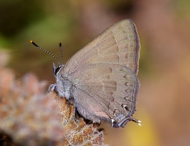 HAIRSTREAK, HEDGEROW (satyrium saepium) (7-1-08) cerro alto, slo co, ca (1) photo