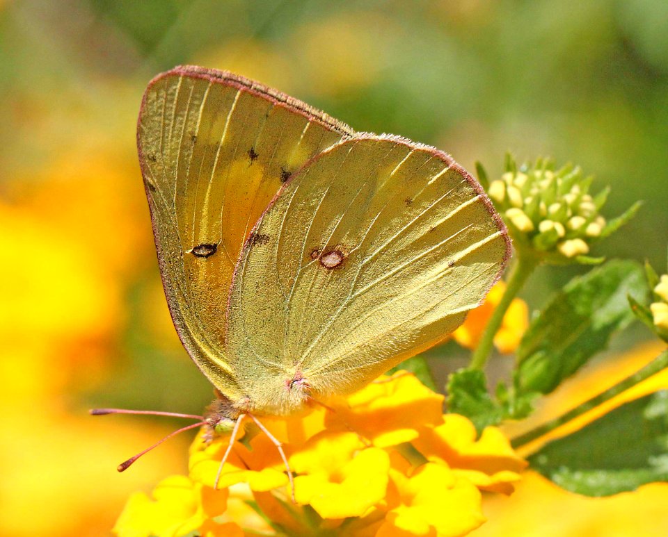 SULPHUR, ORANGE (Colias eurytheme) (9-1-11) 78 circulo montana, patagonia lake ranch estates, scc, az