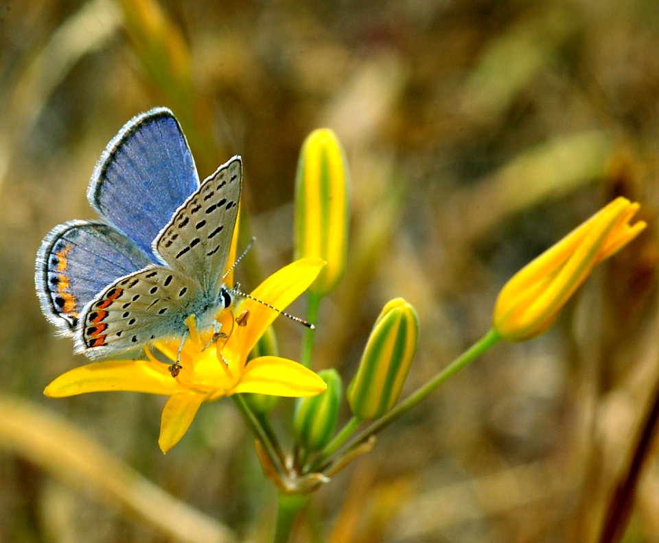 BLUE, ACMON (plebejus acmon) (6-4-07)-canet rd, morro bay, slo co, ca (7)